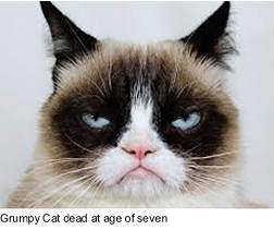 Photo of Grumpy Cat